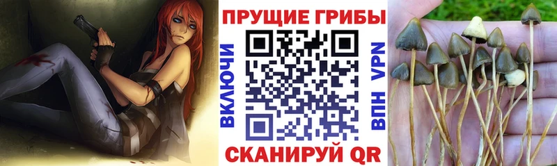 Галлюциногенные грибы мицелий  Купить где  Плавск 